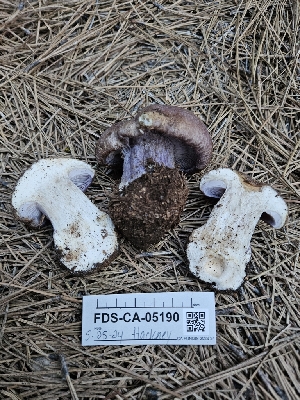  ( - FDS-CA-05190)  @11 [ ] by (2024) Mandy Hackney Fungal Diversity Survey