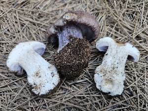  ( - FDS-CA-05190)  @11 [ ] by (2024) Mandy Hackney Fungal Diversity Survey