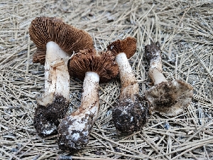  (Cortinarius sp. PNW49 - FDS-CA-05189)  @11 [ ] by (2024) Mandy Hackney Fungal Diversity Survey