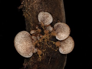  ( - FDS-CA-04715)  @11 [ ] by (2024) Justin Paulin Fungal Diversity Survey