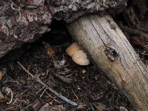  ( - FDS-CA-04715)  @11 [ ] by (2024) Justin Paulin Fungal Diversity Survey