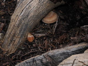  ( - FDS-CA-04715)  @11 [ ] by (2024) Justin Paulin Fungal Diversity Survey