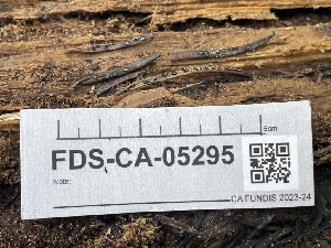  ( - FDS-CA-05295)  @11 [ ] by-nc (2024) Damon Tighe Fungal Diversity Survey