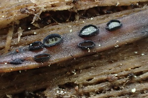  (Lophodermium pinastri - FDS-CA-05295)  @11 [ ] by-nc (2024) Damon Tighe Fungal Diversity Survey