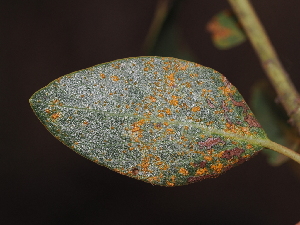  ( - FDS-CA-04735)  @11 [ ] by (2024) Justin Paulin Fungal Diversity Survey