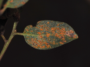  ( - FDS-CA-04735)  @11 [ ] by (2024) Justin Paulin Fungal Diversity Survey