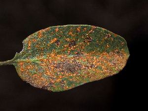  ( - FDS-CA-04735)  @11 [ ] by (2024) Justin Paulin Fungal Diversity Survey