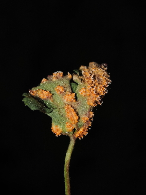  ( - FDS-CA-04736)  @11 [ ] by (2024) Justin Paulin Fungal Diversity Survey