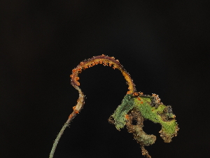  (Puccinia sp. CA02 - FDS-CA-04736)  @11 [ ] by (2024) Justin Paulin Fungal Diversity Survey