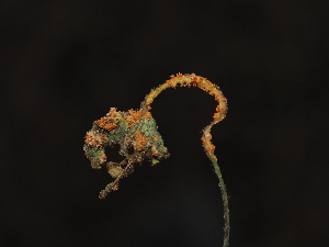  ( - FDS-CA-04736)  @11 [ ] by (2024) Justin Paulin Fungal Diversity Survey
