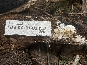  ( - FDS-CA-00206)  @11 [ ] by-nc (2024) Dean Lyons Fungal Diversity Survey