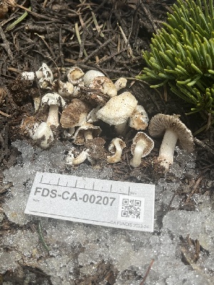 ( - FDS-CA-00207)  @11 [ ] by-nc (2024) Dean Lyons Fungal Diversity Survey