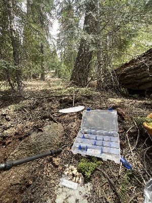  ( - FDS-CA-00207)  @11 [ ] by-nc (2024) Dean Lyons Fungal Diversity Survey