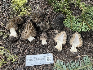  ( - FDS-CA-00300)  @11 [ ] by-nc (2024) Dean Lyons Fungal Diversity Survey