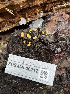  (Endogone sp. CA01 - FDS-CA-00212)  @11 [ ] by-nc (2024) Dean Lyons Fungal Diversity Survey