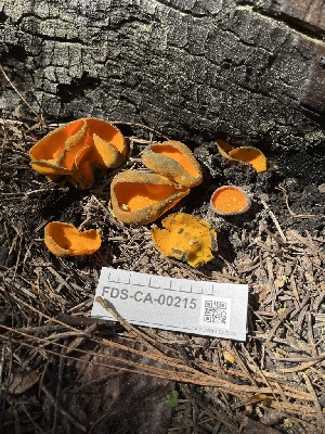  ( - FDS-CA-00215)  @11 [ ] by-nc (2024) Dean Lyons Fungal Diversity Survey