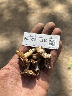  ( - FDS-CA-00219)  @11 [ ] by-nc (2024) Dean Lyons Fungal Diversity Survey