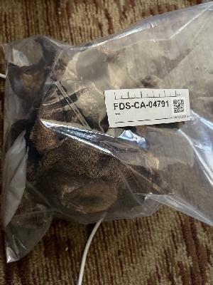  ( - FDS-CA-04791)  @11 [ ] by-nc (2024) Dean Lyons Fungal Diversity Survey
