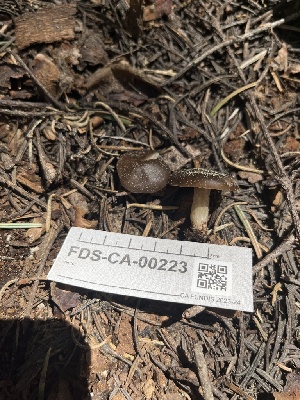  ( - FDS-CA-00223)  @11 [ ] by-nc (2024) Dean Lyons Fungal Diversity Survey