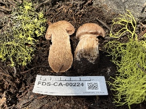  ( - FDS-CA-00224)  @11 [ ] by-nc (2024) Dean Lyons Fungal Diversity Survey