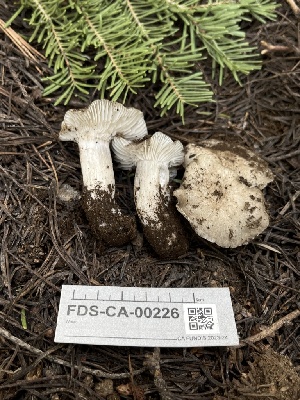  ( - FDS-CA-00226)  @11 [ ] by-nc (2024) Dean Lyons Fungal Diversity Survey