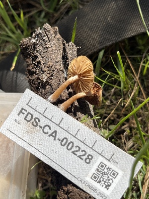  ( - FDS-CA-00228)  @11 [ ] by-nc (2024) Dean Lyons Fungal Diversity Survey