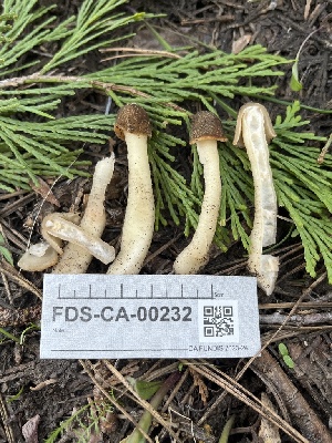 ( - FDS-CA-00232)  @11 [ ] by-nc (2024) Dean Lyons Fungal Diversity Survey