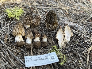  ( - FDS-CA-00236)  @11 [ ] by-nc (2024) Dean Lyons Fungal Diversity Survey