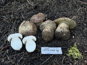  ( - FDS-CA-00238)  @11 [ ] by-nc (2024) Dean Lyons Fungal Diversity Survey