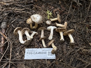  ( - FDS-CA-00240)  @11 [ ] by-nc (2024) Dean Lyons Fungal Diversity Survey