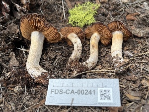 ( - FDS-CA-00241)  @11 [ ] by-nc (2024) Dean Lyons Fungal Diversity Survey
