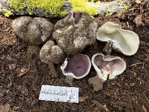  ( - FDS-CA-00243)  @11 [ ] by-nc (2024) Dean Lyons Fungal Diversity Survey