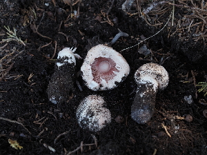  ( - FDS-CA-04263)  @11 [ ] by-nc (2024) Fresno Mycology Society Fungal Diversity Survey