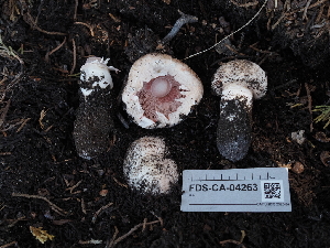  (Agaricus - FDS-CA-04263)  @11 [ ] by-nc (2024) Fresno Mycology Society Fungal Diversity Survey