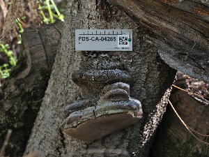 ( - FDS-CA-04265)  @11 [ ] by-nc (2024) Fresno Mycology Society Fungal Diversity Survey