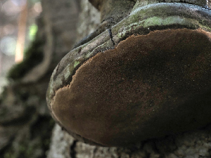  ( - FDS-CA-04265)  @11 [ ] by-nc (2024) Fresno Mycology Society Fungal Diversity Survey