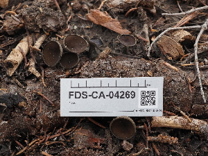  ( - FDS-CA-04269)  @11 [ ] by-nc (2024) Fresno Mycology Society Fungal Diversity Survey