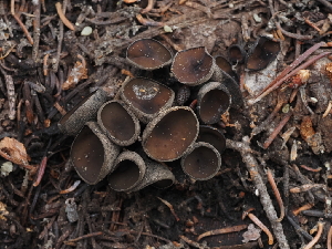  ( - FDS-CA-04269)  @11 [ ] by-nc (2024) Fresno Mycology Society Fungal Diversity Survey