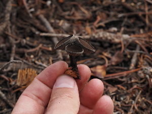  ( - FDS-CA-04269)  @11 [ ] by-nc (2024) Fresno Mycology Society Fungal Diversity Survey