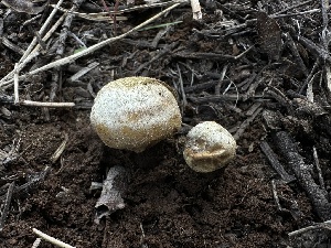  (Bovista sp. aestivalis-IN01 - FDS-CA-01690)  @11 [ ] c (2024) Rudy Diaz Fungal Diversity Survey