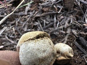  ( - FDS-CA-01690)  @11 [ ] c (2024) Rudy Diaz Fungal Diversity Survey