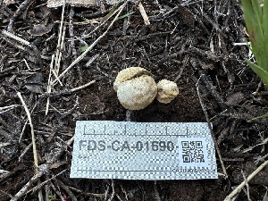  ( - FDS-CA-01690)  @11 [ ] c (2024) Rudy Diaz Fungal Diversity Survey