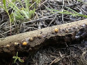  ( - FDS-CA-01672)  @11 [ ] c (2024) Rudy Diaz Fungal Diversity Survey