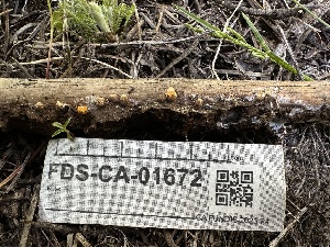  ( - FDS-CA-01672)  @11 [ ] c (2024) Rudy Diaz Fungal Diversity Survey