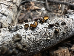  ( - FDS-CA-01685)  @11 [ ] c (2024) Rudy Diaz Fungal Diversity Survey