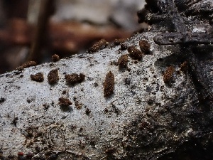  ( - FDS-CA-01685)  @11 [ ] c (2024) Rudy Diaz Fungal Diversity Survey
