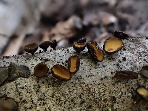  ( - FDS-CA-01685)  @11 [ ] c (2024) Rudy Diaz Fungal Diversity Survey
