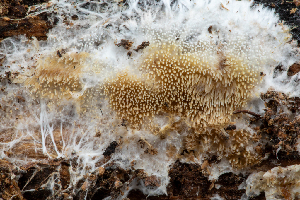  ( - FDS-CA-00206)  @11 [ ] by-nc (2024) Dean Lyons Fungal Diversity Survey