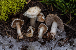  ( - FDS-CA-00207)  @11 [ ] by-nc (2024) Dean Lyons Fungal Diversity Survey
