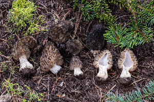  ( - FDS-CA-00300)  @11 [ ] by-nc (2024) Dean Lyons Fungal Diversity Survey